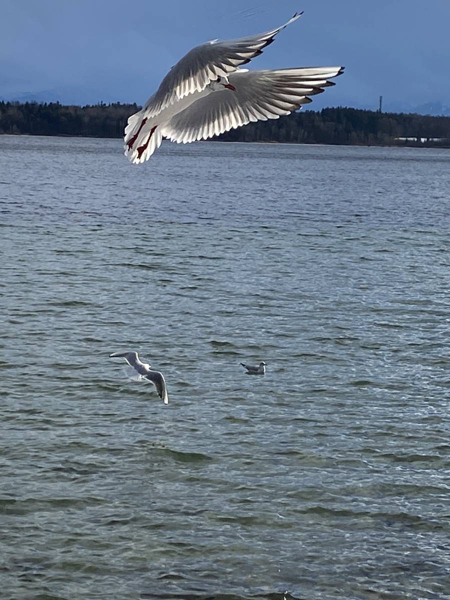 Starnberger See – München – Yoga Ausbildung – Wachstum – persönliche Entwicklung