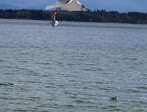 Stella van Hasselt – wer ich bin