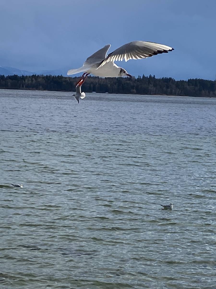Stella van Hasselt - die beste Yoga Ausbildung